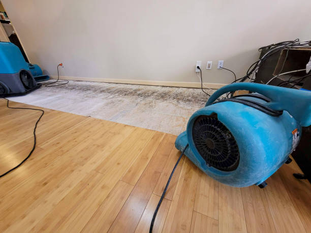 Professional Water Damage Repair technician working in Nobleton, FL